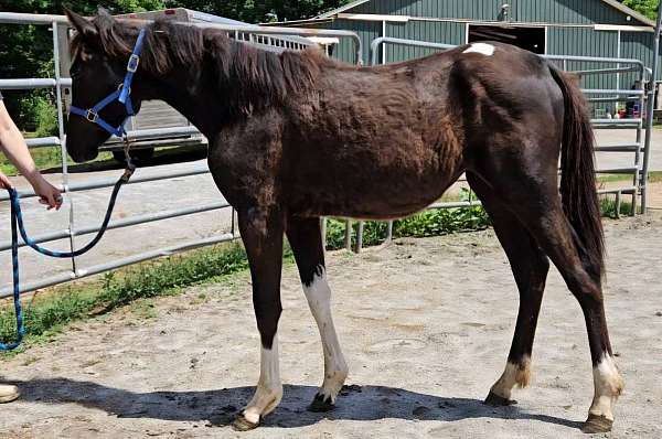 tobiano-paint-horse
