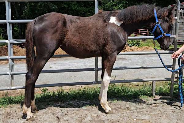 black-tobiano-paint-horse