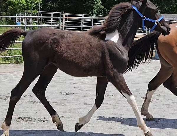 all-around-pinto-horse