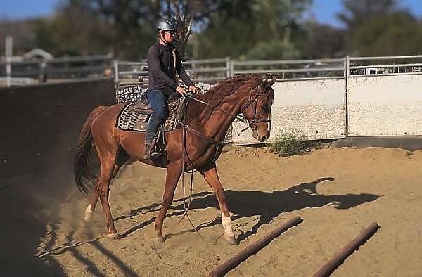 dressage-thoroughbred-horse