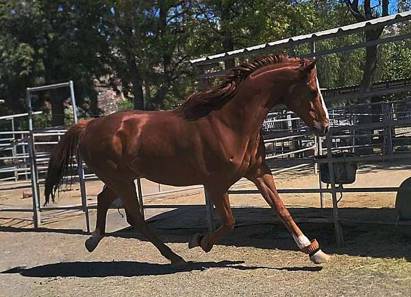 flashy-thoroughbred-horse