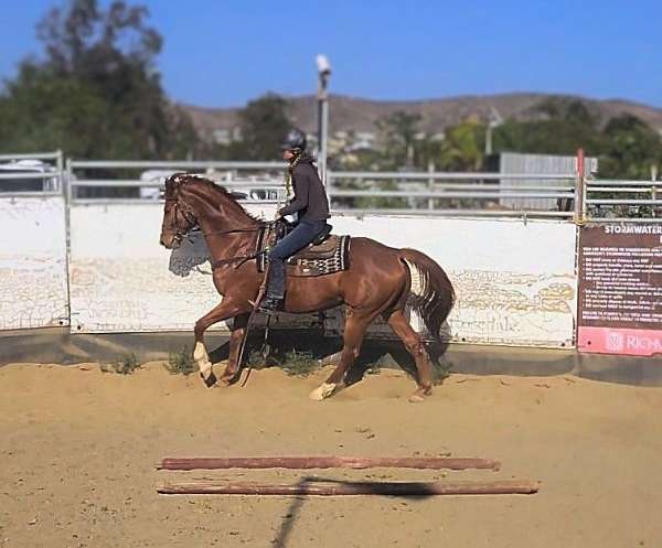 hunter-thoroughbred-horse