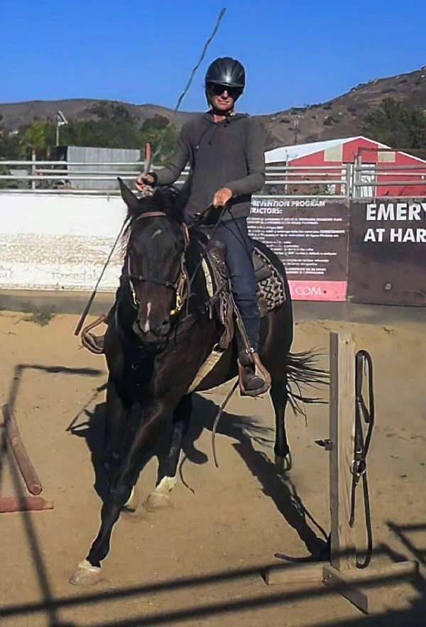 black-white-thoroughbred-gelding-mare