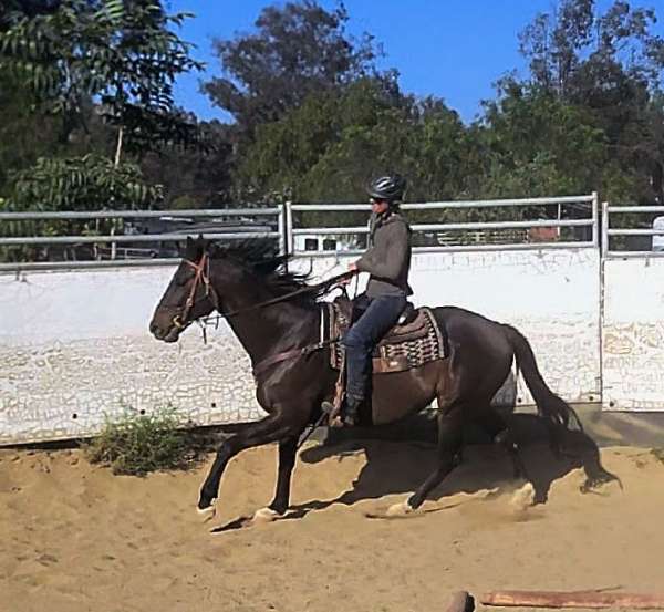 dappled-gelding-mare