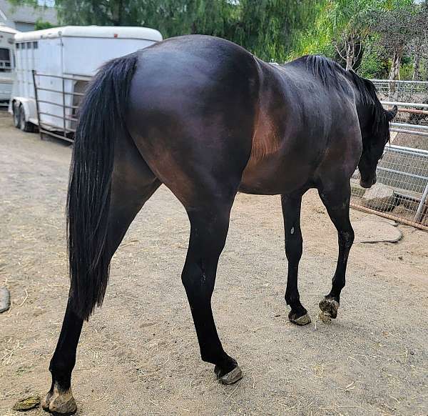 athletic-warmblood-horse