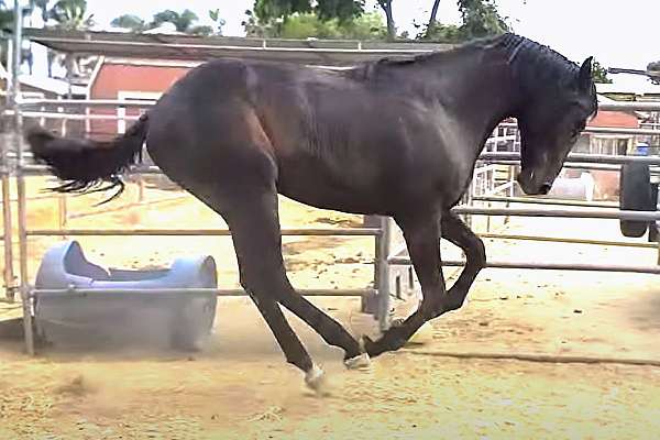 dappled-warmblood-horse