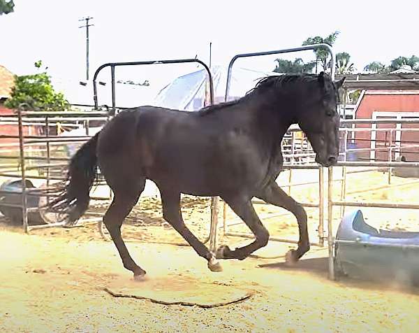 dressage-warmblood-horse