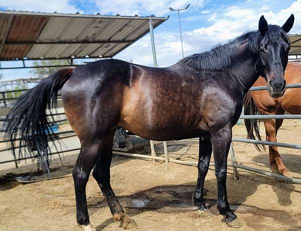 athletic-thoroughbred-horse