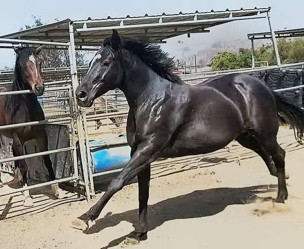 dappled-thoroughbred-horse