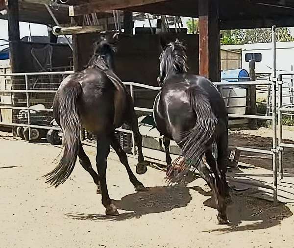 eventing-thoroughbred-horse