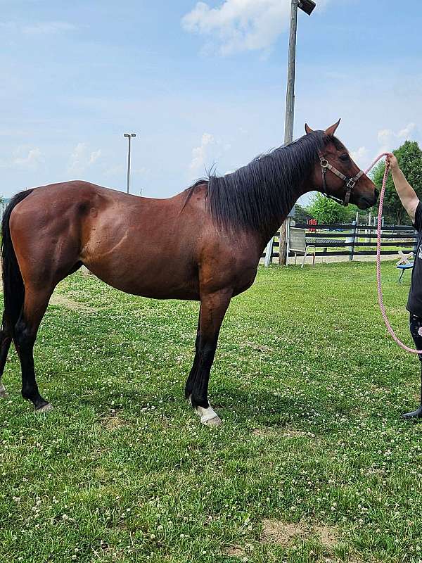 thoroughbred-mare