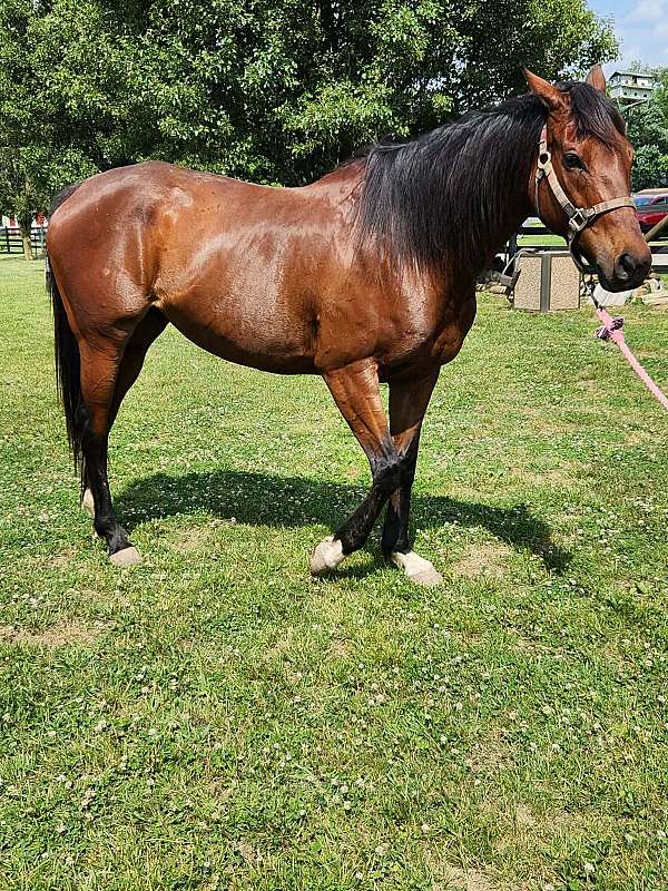 thoroughbred-horse-for-sale