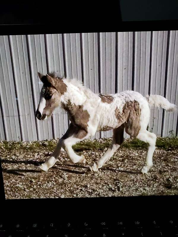 grulla-gvhs-horse