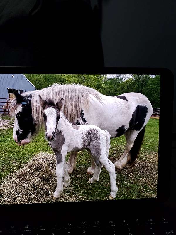 tobiano-horse