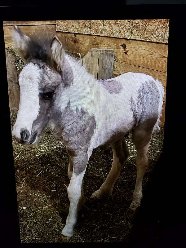 grulla-tobiano-horse
