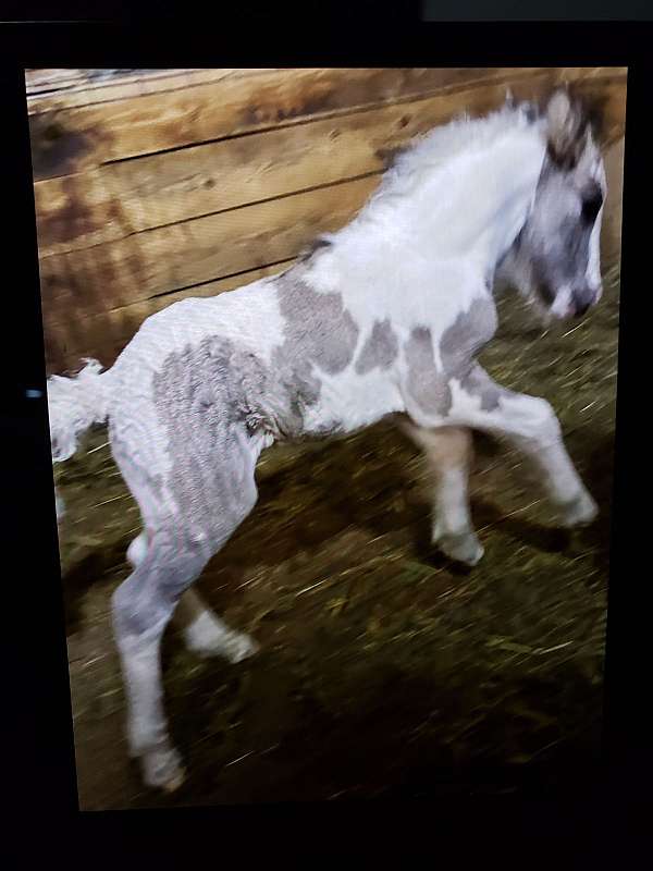 all-around-gypsy-vanner-horse