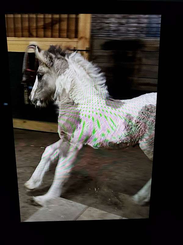 grulla-gypsy-vanner-colt