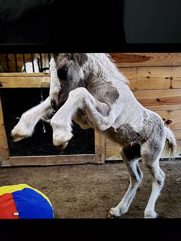 tobiano