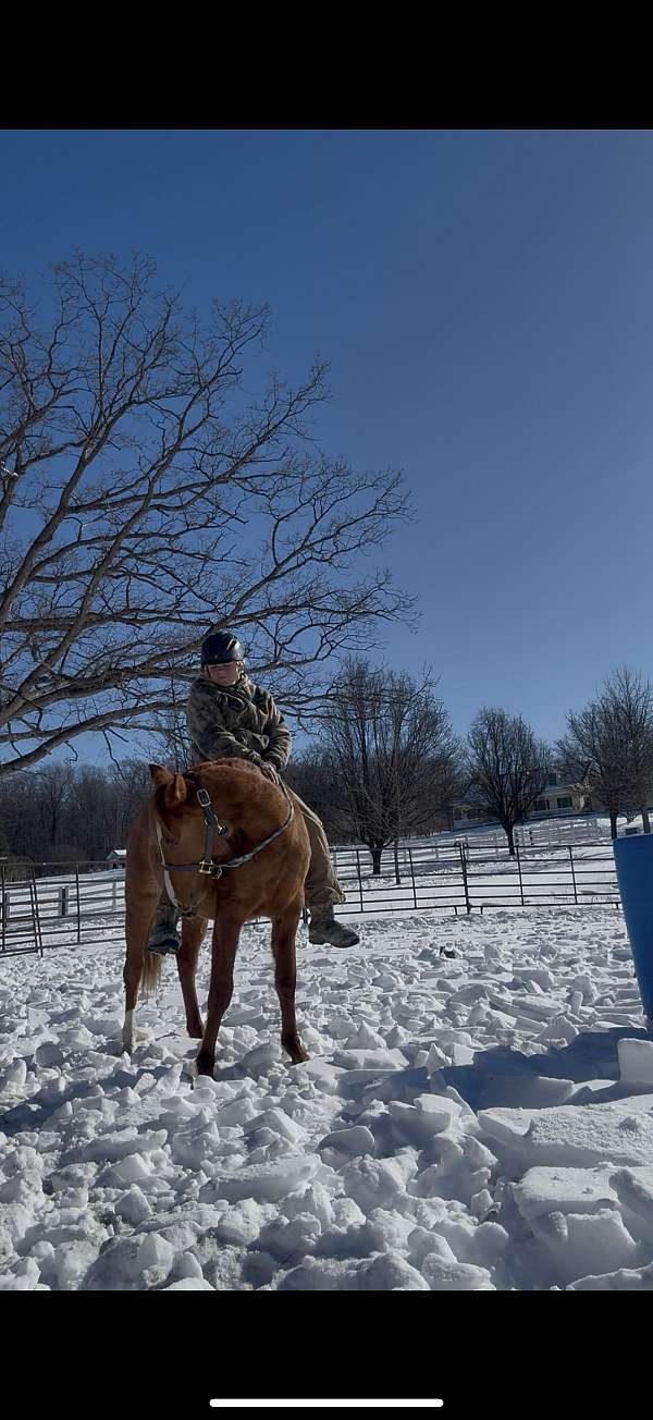 dun-red-dun-arabian-filly