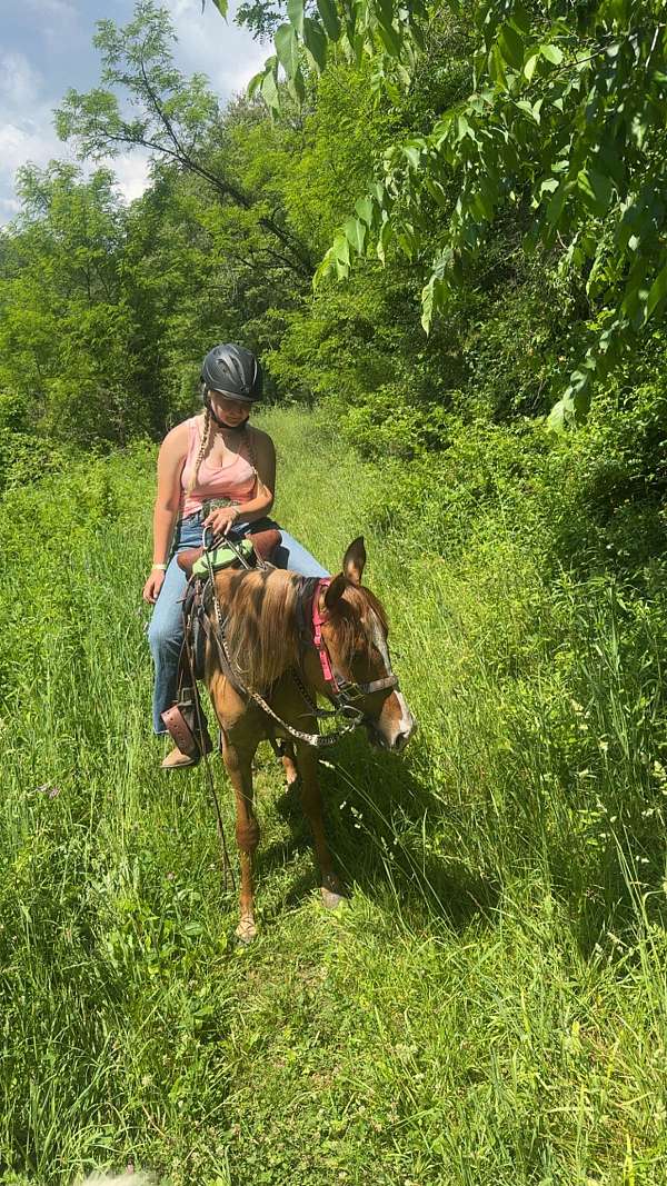 dun-red-dun-arabian-horse