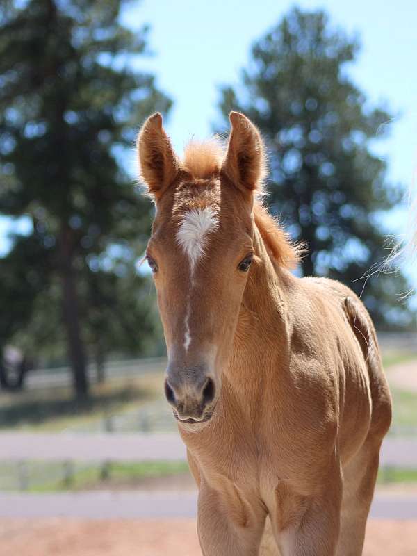 palomino-star-strip-horse
