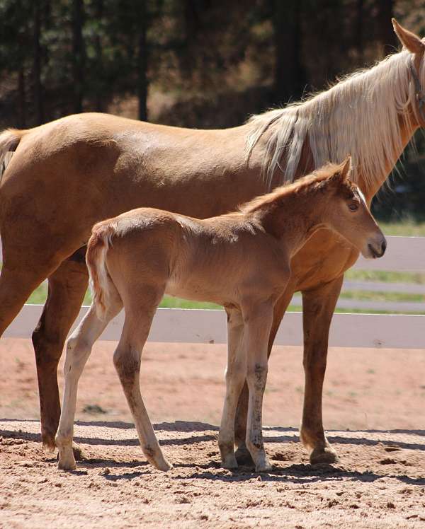 all-around-tennessee-walking-horse