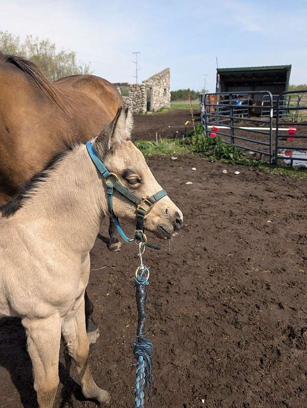 quarter-horse-filly