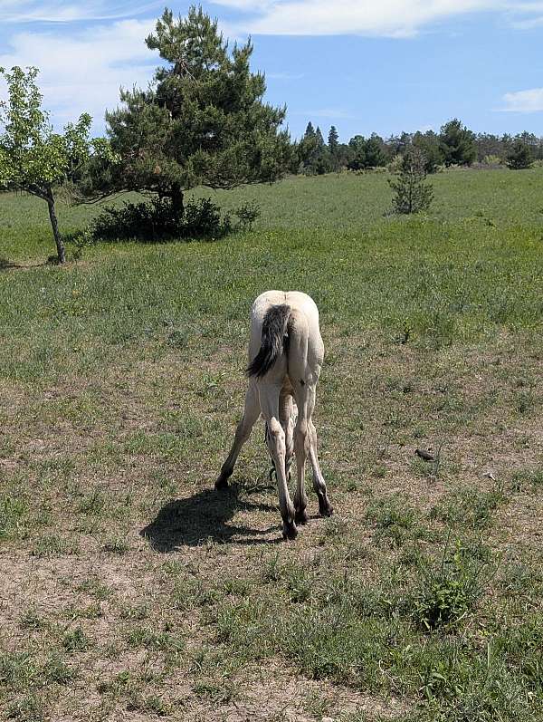 quarter-horse-for-sale