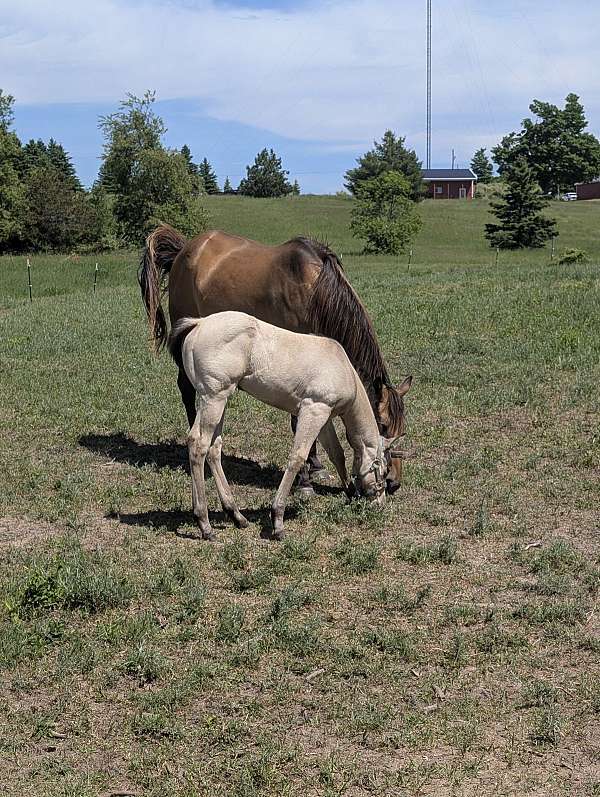 quarter-horse