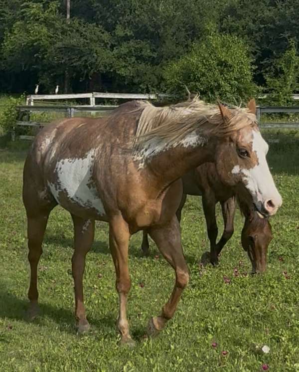 half-bald-face-flaxen-mane-tail-horse