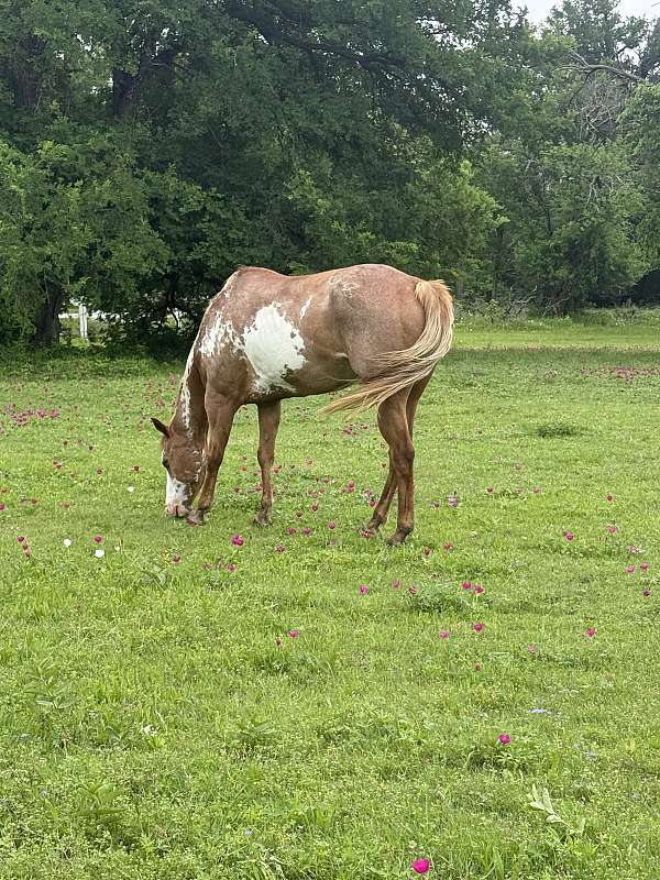 red-roan-half-bald-face-flaxen-mane-tail-horse