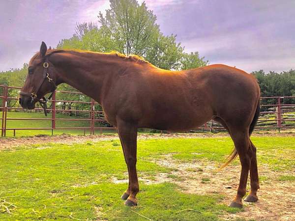 quarter-horse-mare