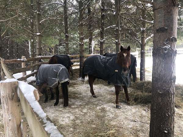 quarter-horse-for-sale
