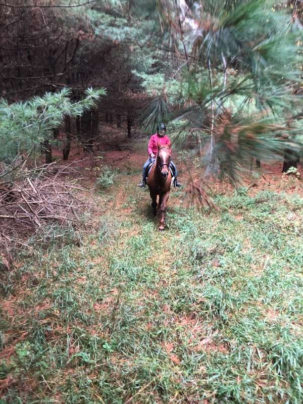 quarter-horse