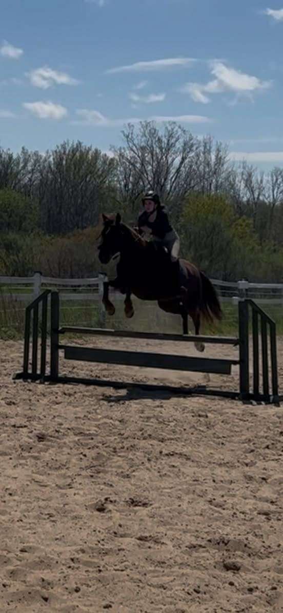 liver-chestnut-trail-ridin-horse