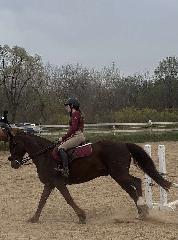 star-horse