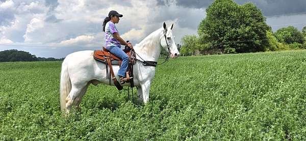 white-see-pictures-horse