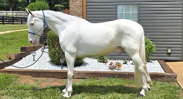 gaited-horse-walkaloosa