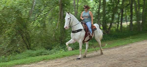 white-walkaloosa-horse