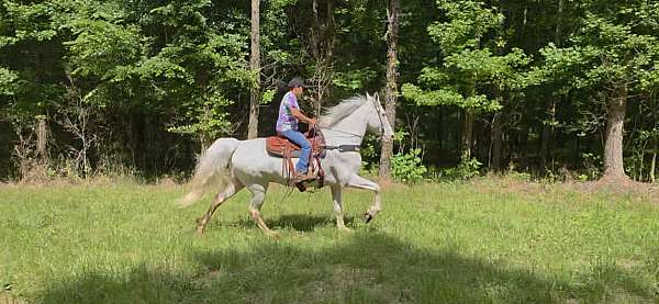 show-horse-walkaloosa