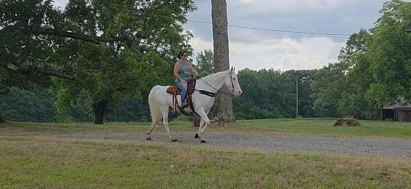 husband-safe-horse-walkaloosa