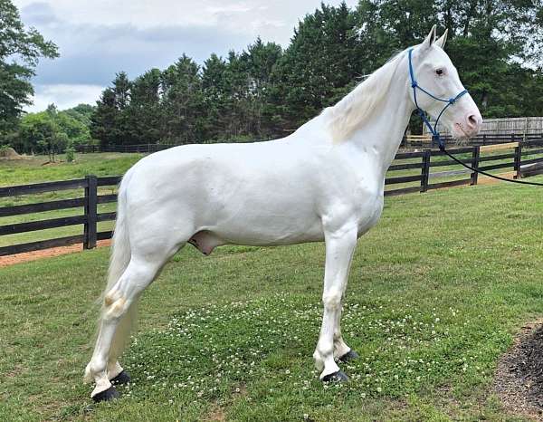 lethal-white-walkaloosa-horse