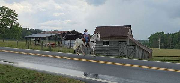 money-winner-walkaloosa-horse