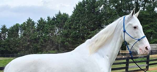 natural-horsemanship-training-walkaloosa-horse