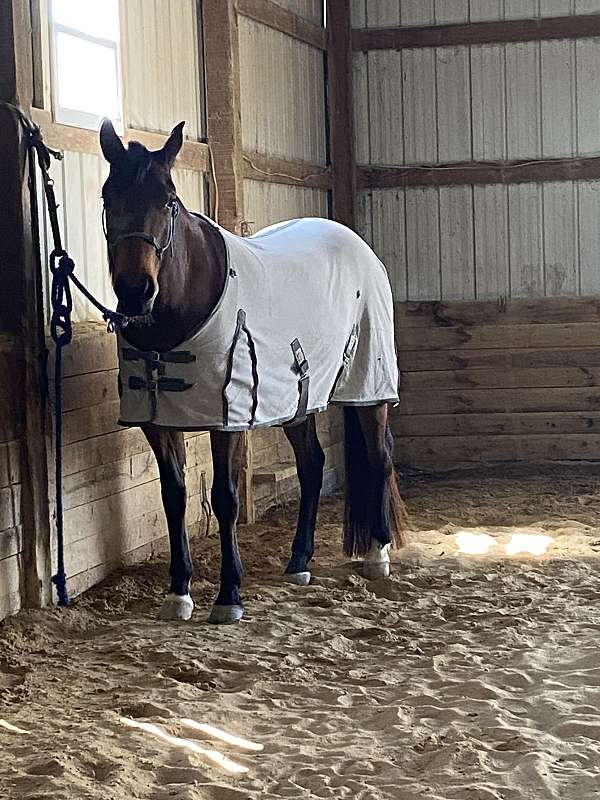 all-around-quarter-horse