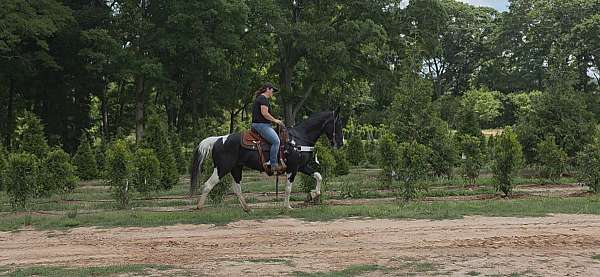 saddle-mare-spotted-horse