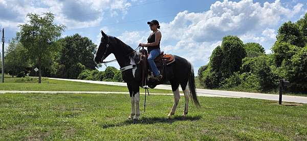 we-spotted-saddle-horse