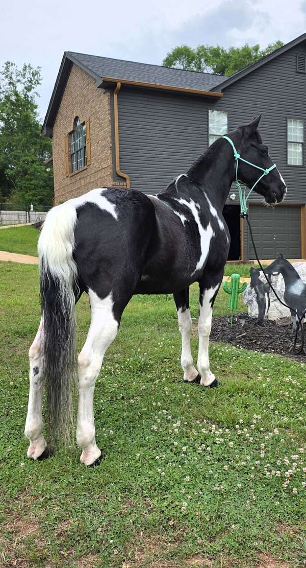 saddle-mare-horse