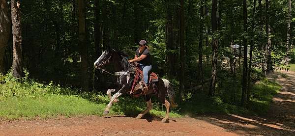 black-white-horse-mare