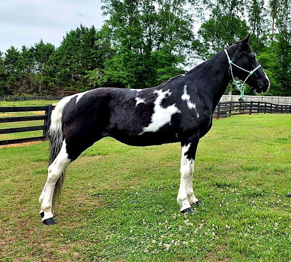 tobiano-we-horse